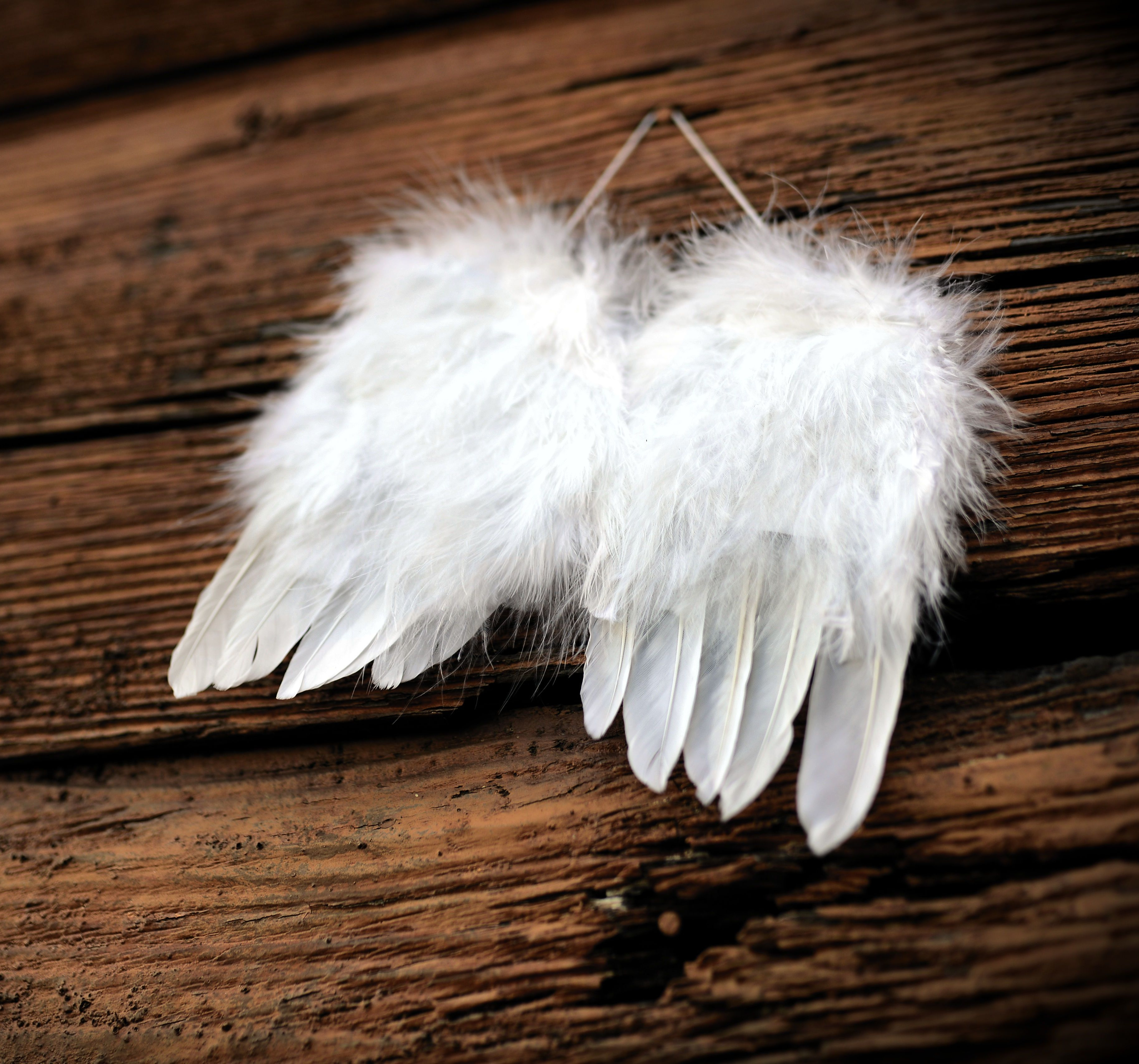 feather 4661244 by congerdesign pixabay pfarrbriefservice